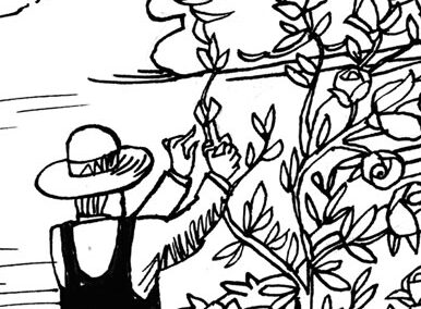 Wo Grafen schlafen – Buchillustrationen